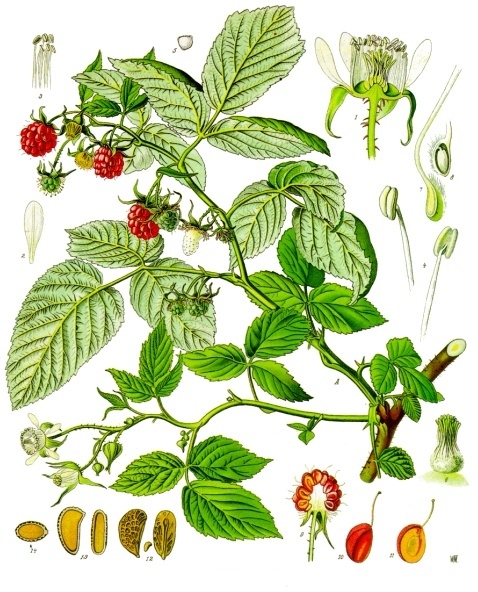 Rubus_idaeus_-_Köhler–s_Medizinal-Pflanzen-124