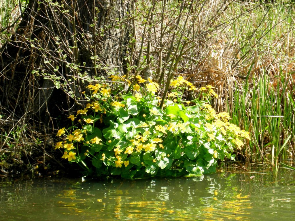 paddeln-sumpfdotterblumen-2